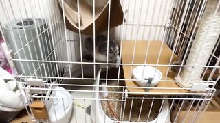 【69堂免费视频】素人泄露视频居酒屋春野21岁NTR-2