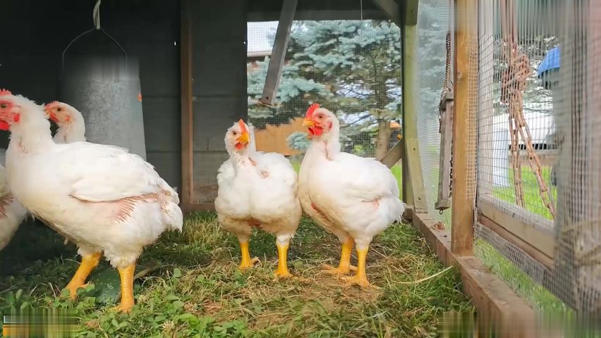 【69堂免费视频】清纯淫靡并存 被大鸡巴无套爆炒