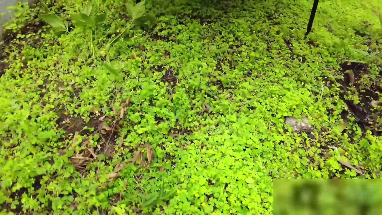 【69堂午夜视频】泳衣骚货的假日性爱实况